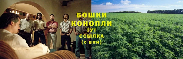 PSILOCYBIN Майский